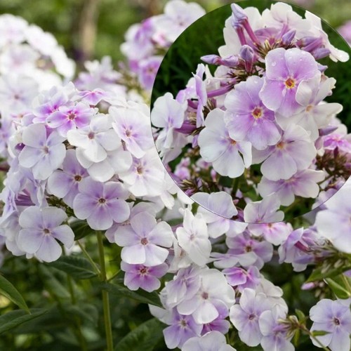 Phlox paniculata 'Lavendelwolke' - Aed-leeklill 'Lavendelwolke' P9/0,55L           